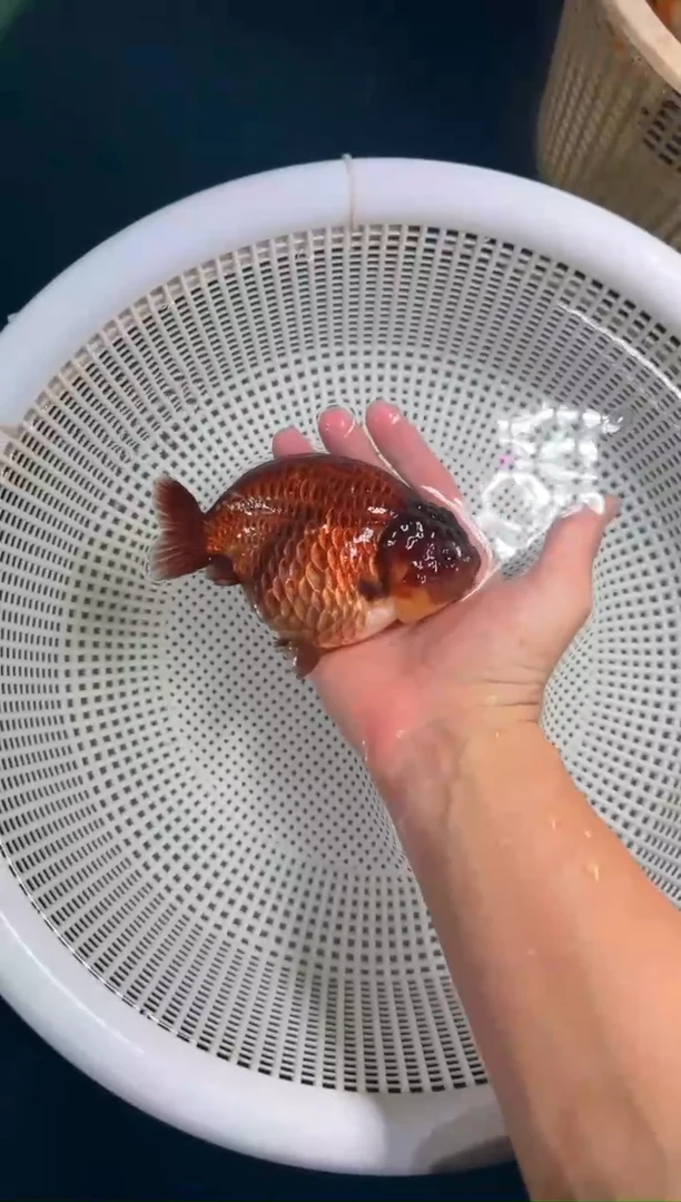 狮头鱼紫寿种鱼一条