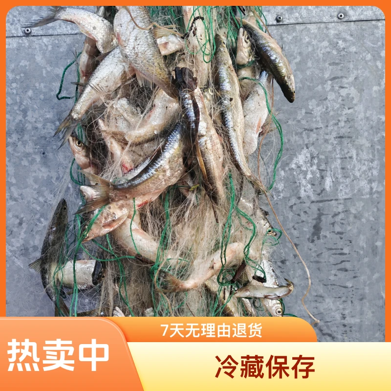 东北，野生白条鱼干