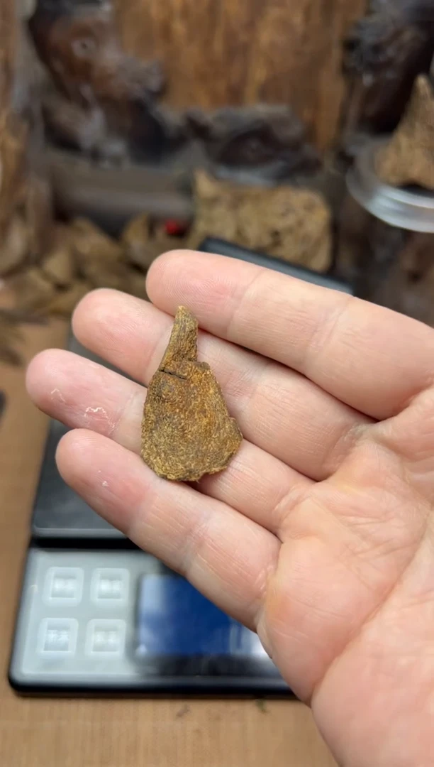 沉香沉香碎屑狂*斯里兰卡