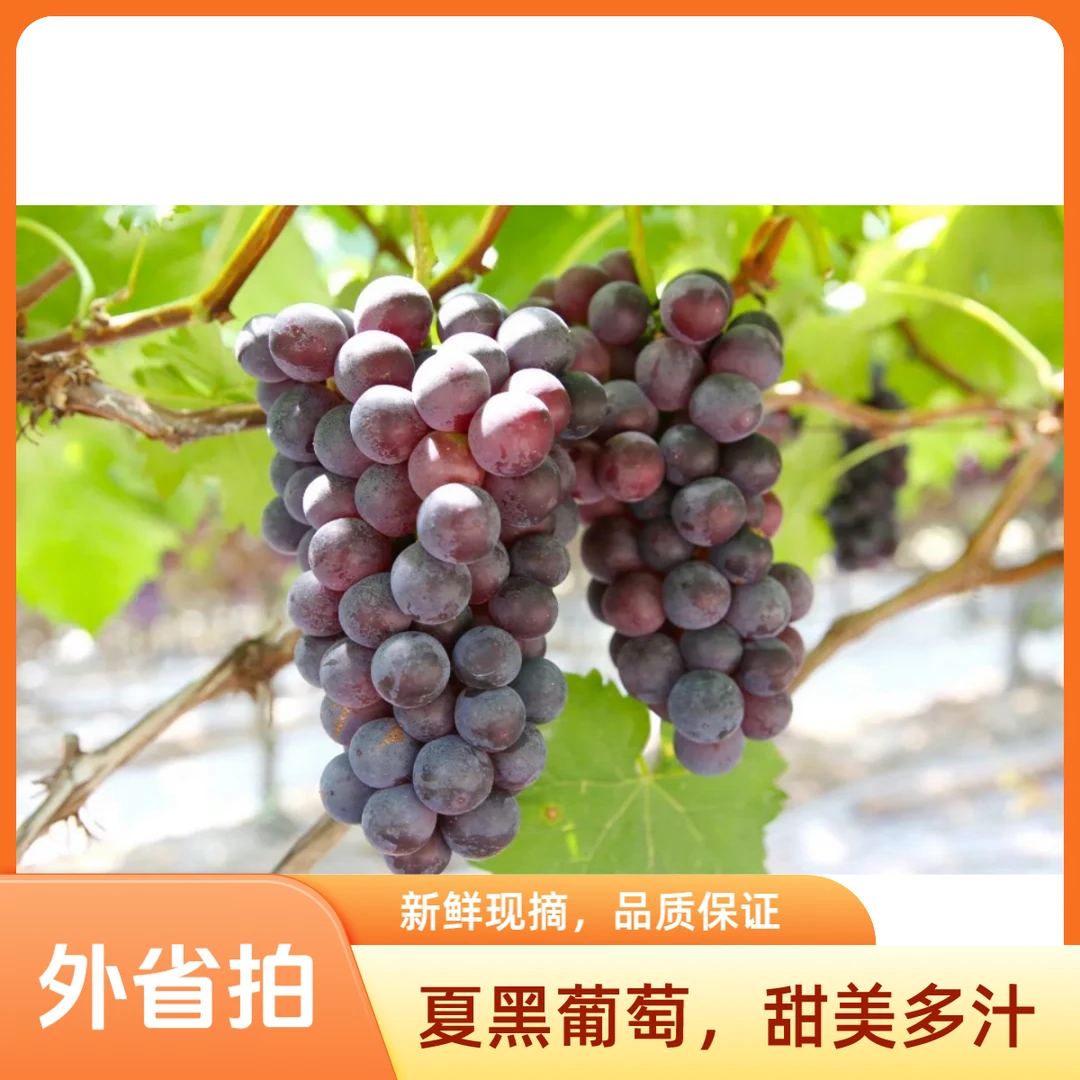 外省拍 新鲜现摘脆甜多汁无籽夏黑葡萄果园直发当季水果