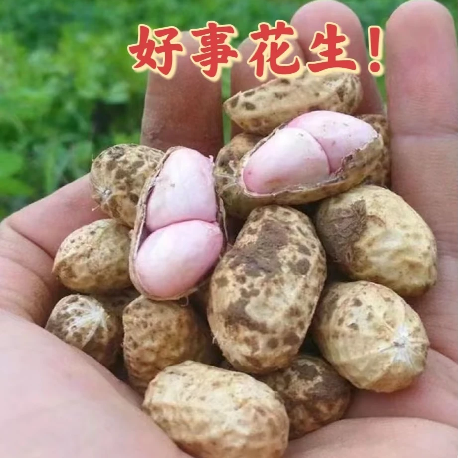 农村野花生 新鲜花生 先挖现卖 满满的小时候味道 爷爷奶奶种的