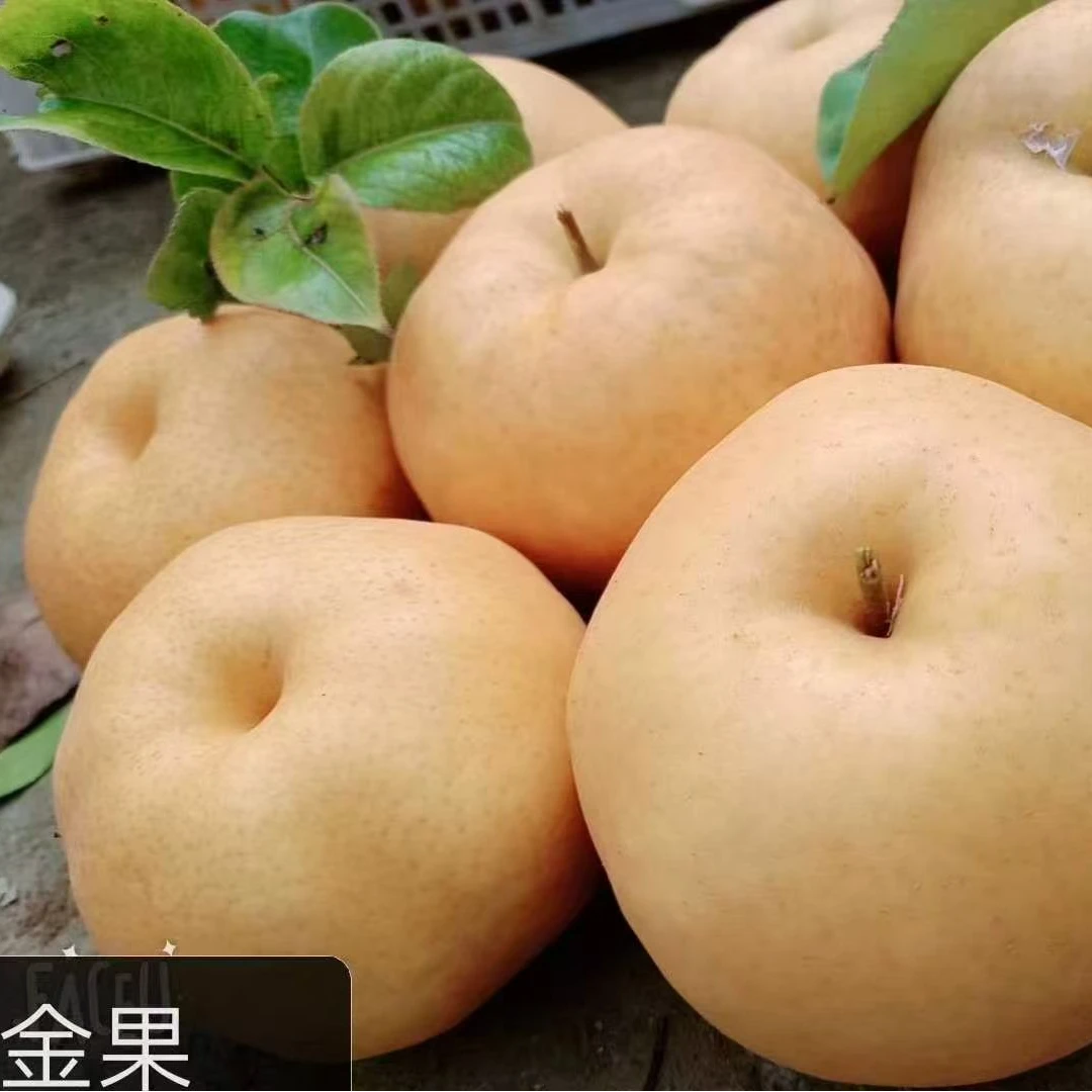 正宗秋月梨金果新鲜现摘现发脆甜多汁肉质鲜嫩水果