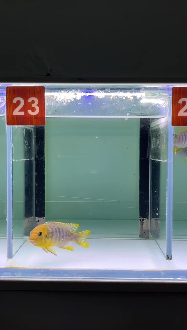 慈鲷鱼人工三湖慈鲷