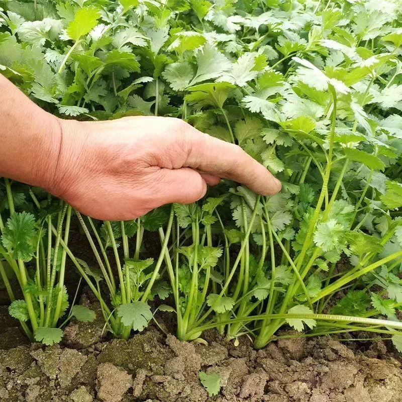 【速生香菜种子】四季香菜种子阳台室内花卉盆栽庭院