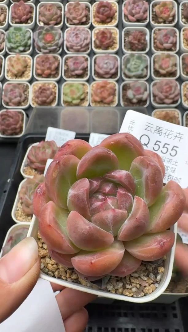 555Q (6.5cm杯）一物一拍 当场直播满3颗包邮