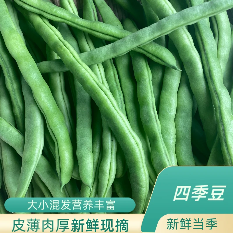新鲜当季农家自种皮薄肉厚新鲜营养四季豆现摘现发货