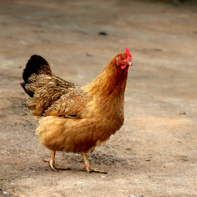 广西大石山区散养11个月项鸡母鸡3.8斤左右宰杀后3斤左右顺丰包邮