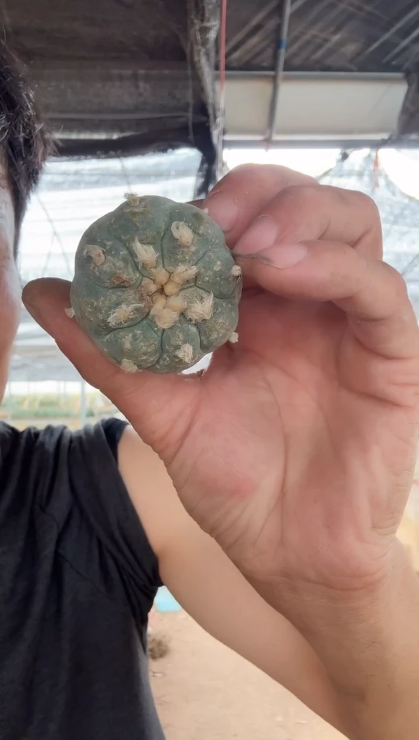 小鱼================