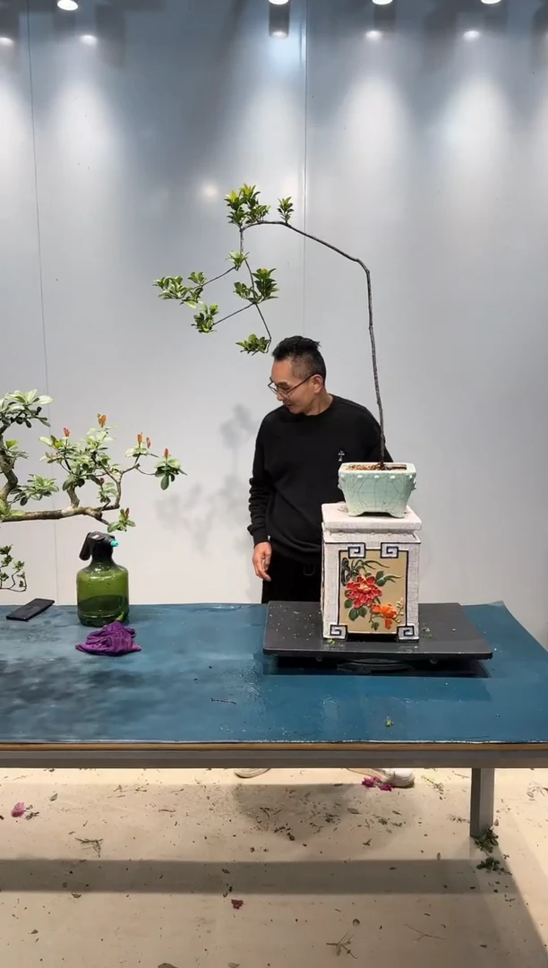 无花朵海岛岗松盆景