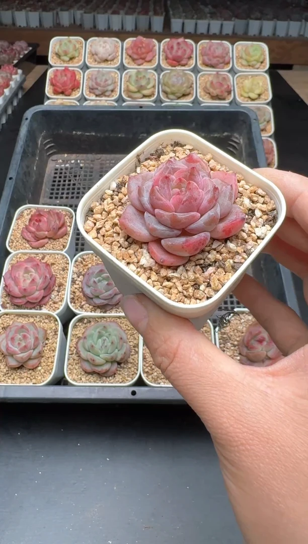 【闪购商品】599B物拍多肉带盆土6.5杯拍3颗包柚