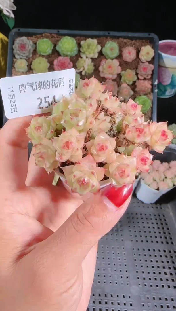 1123-254群生不包整