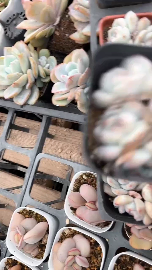 【闪购商品】832一盘多肉