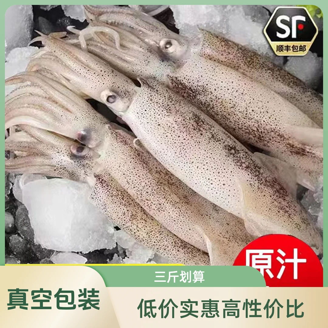 当天新鲜小鱿鱼红烧清蒸顺丰真空包装冷冻包邮三斤划算装
