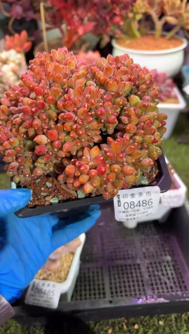 【闪购商品】08486