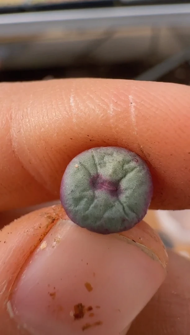 【闪购商品】9-153