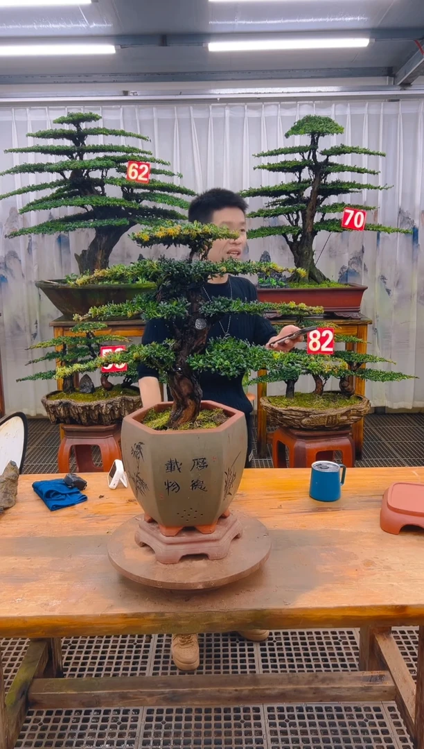 无花朵精品盆景直播间一物一拍