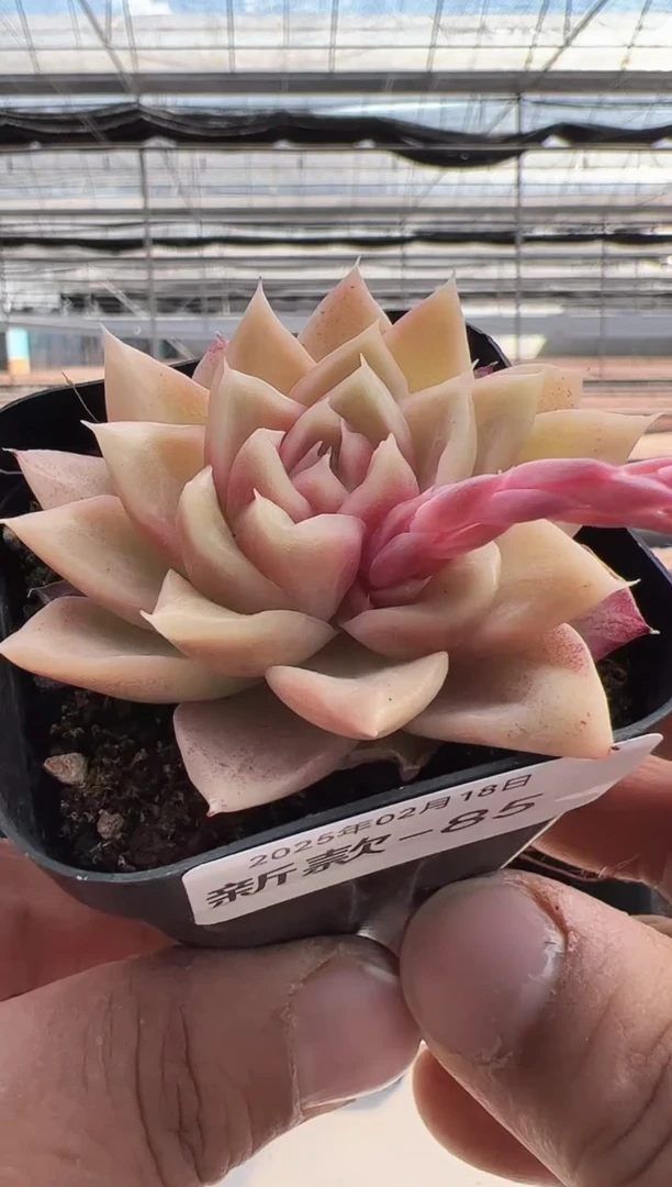 【闪购商品】新款多肉-85