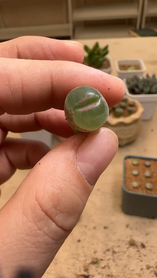 【闪购商品】15-45