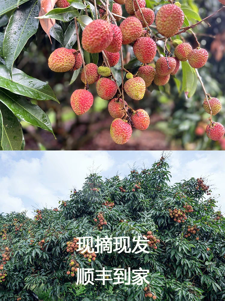 【小表妹推荐】广东妃子笑荔枝新鲜现摘现发当季水果