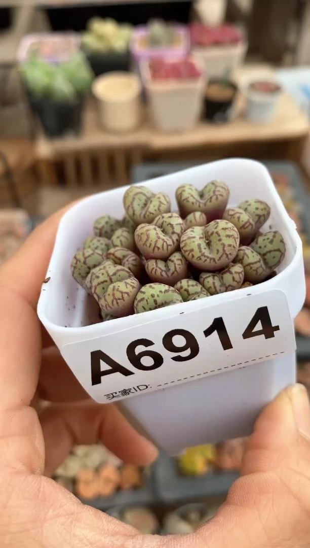 【闪购商品】6914直播一物一拍