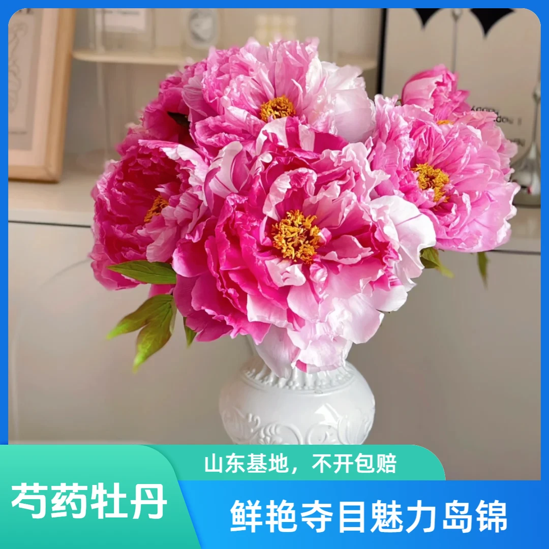 【岛锦-3A】牡丹鲜花芍药鲜切花山东菏泽直发（送营养液）
