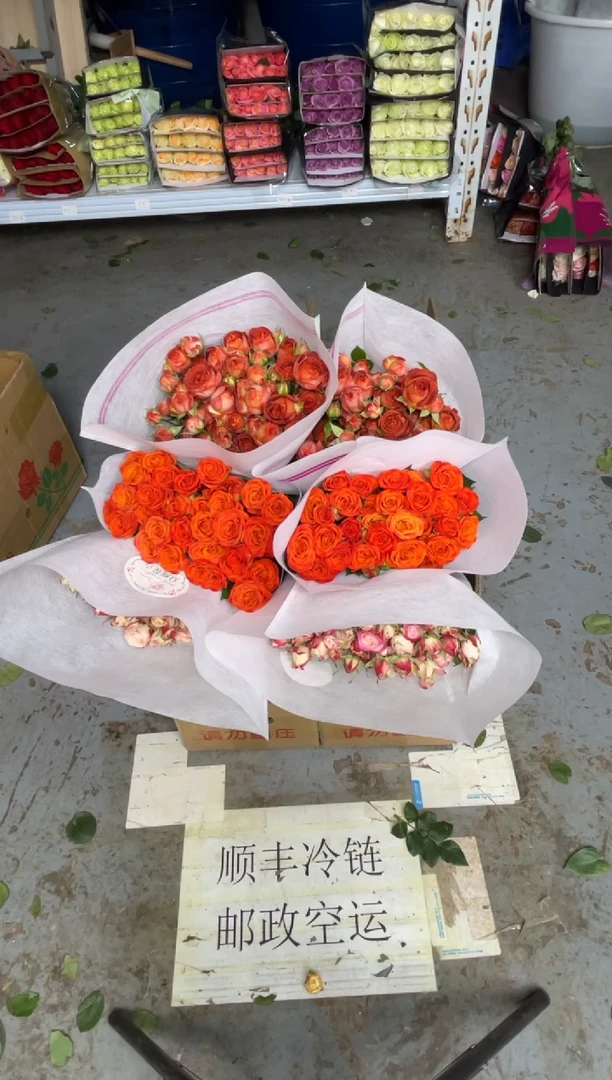 折射10枝+橙色芭比10枝+巧克力10枝