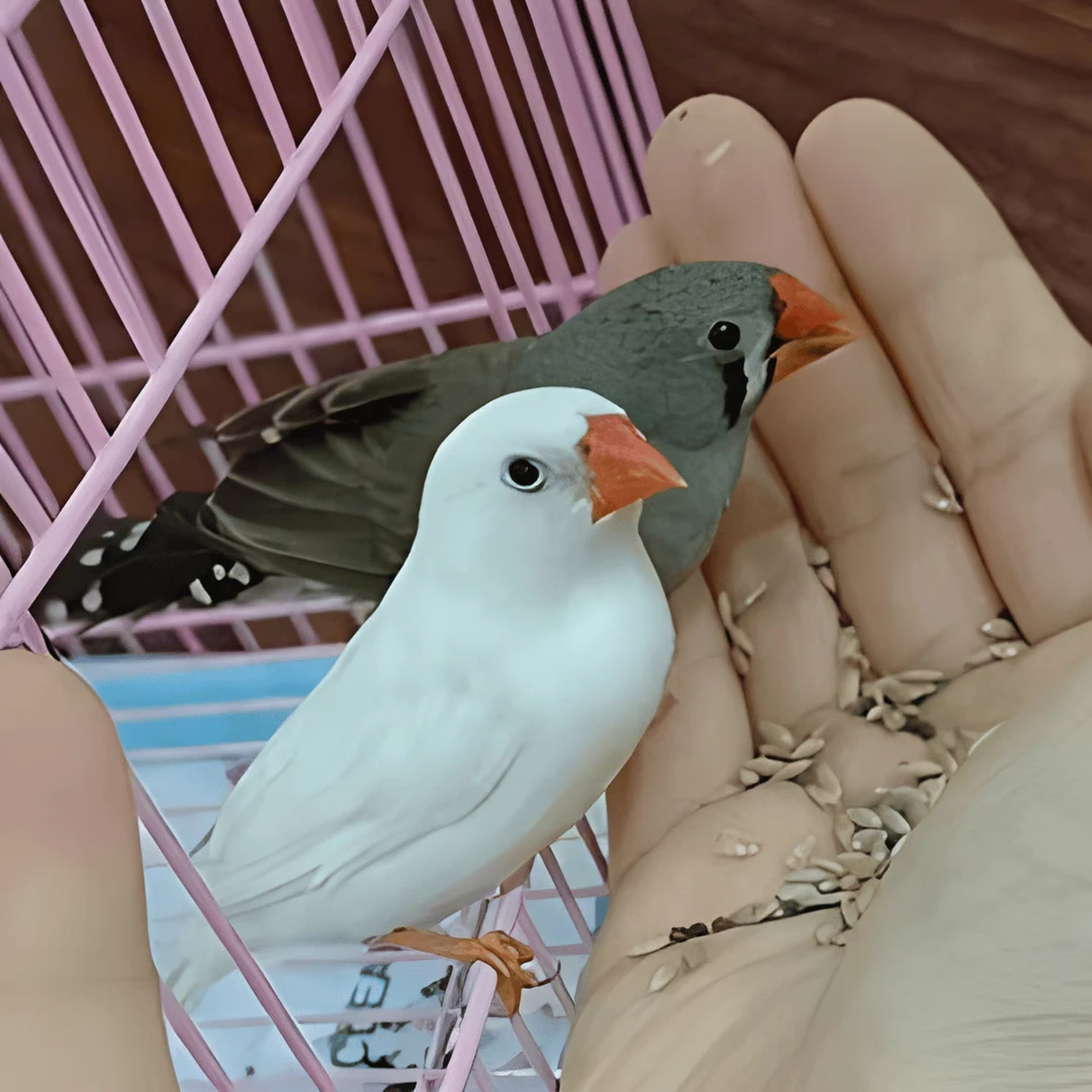 珍珠鸟驼色白色珍珠鸟灰珍珠鸟