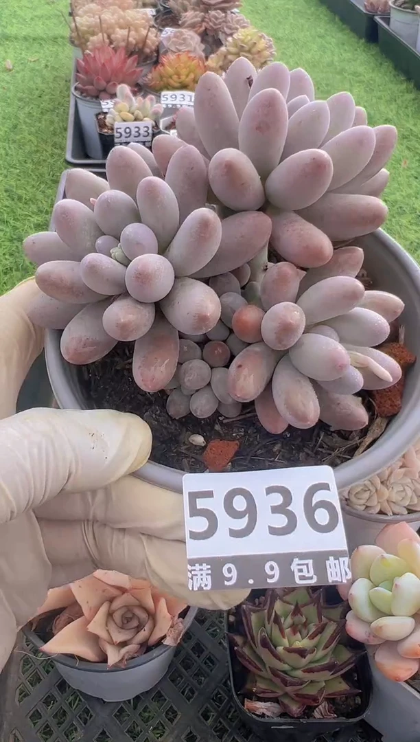 【闪购商品】信福多肉一物一拍