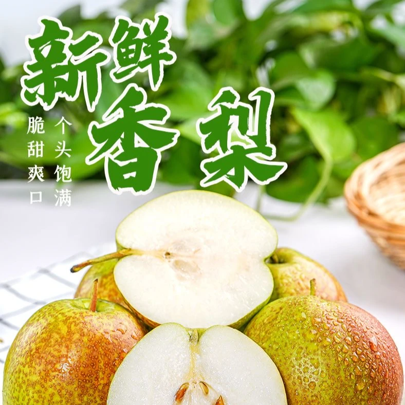 山西隰县正宗玉露香梨脆甜多只酥脆香甜皮薄肉厚无渣