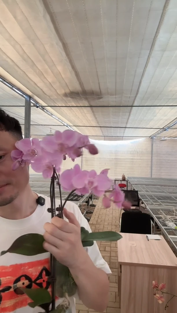 完全开放粉月亮 双花剑 一颗装