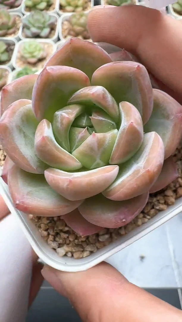 039E云禹多肉植物 带盆土纸巾打包 3颗包邮