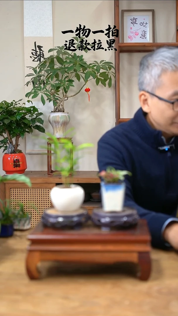 完全开放天****q罗汉松+网纹草588