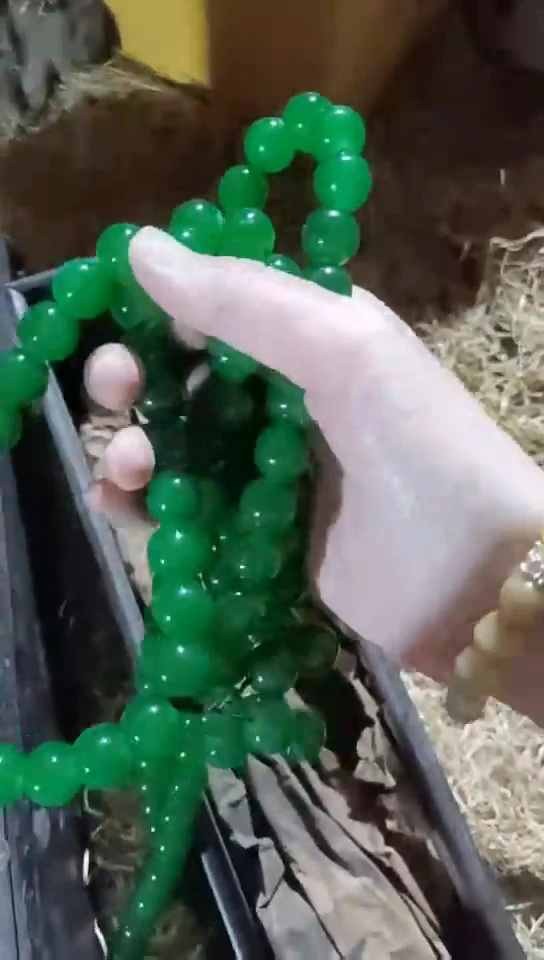 香榧木（1个绿色长串）