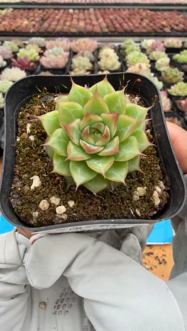 东云多肉园二店-272