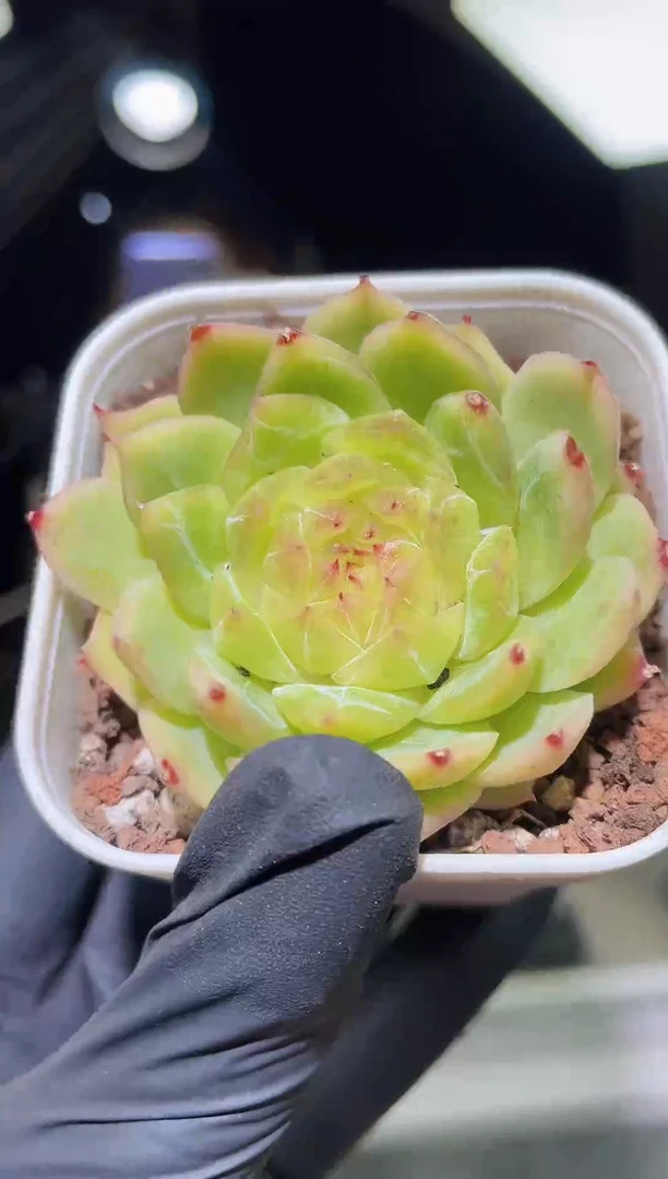 闪购1734   荧惑珍妮多肉一颗   5-5.5厘米