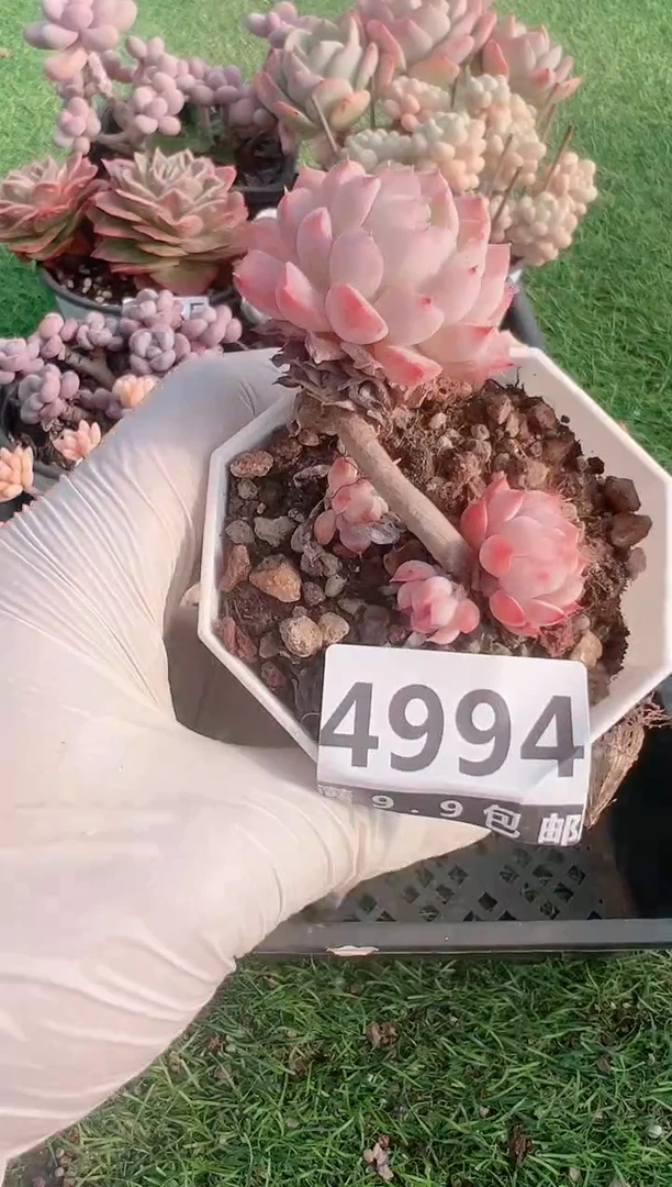 【闪购商品】信福多肉一物一拍