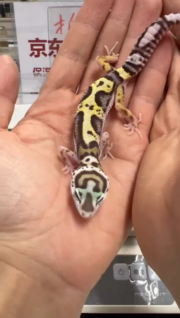 豹纹守宫00000000