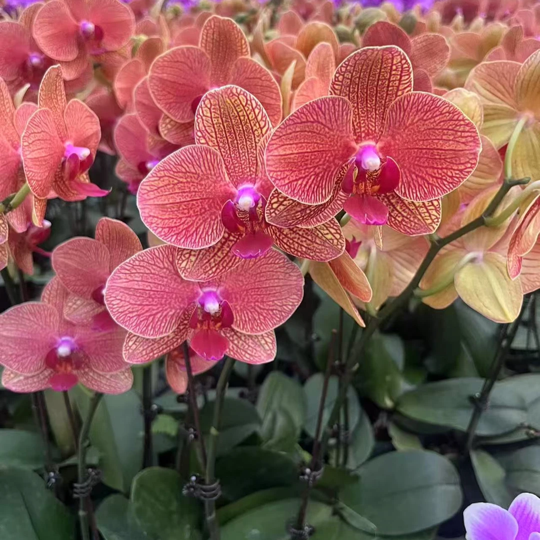 A10【黄金甲】精品蝴蝶兰室内盆栽