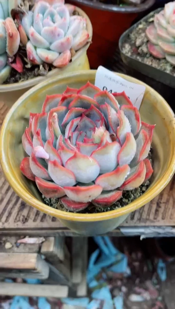 【闪购商品】04119