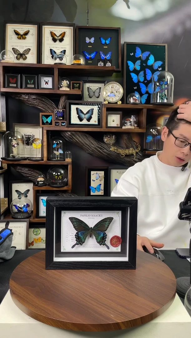 绿带翠凤蝶夏型【8寸黑框】-国风版