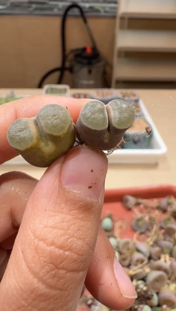 多肉植物肉锥2-235