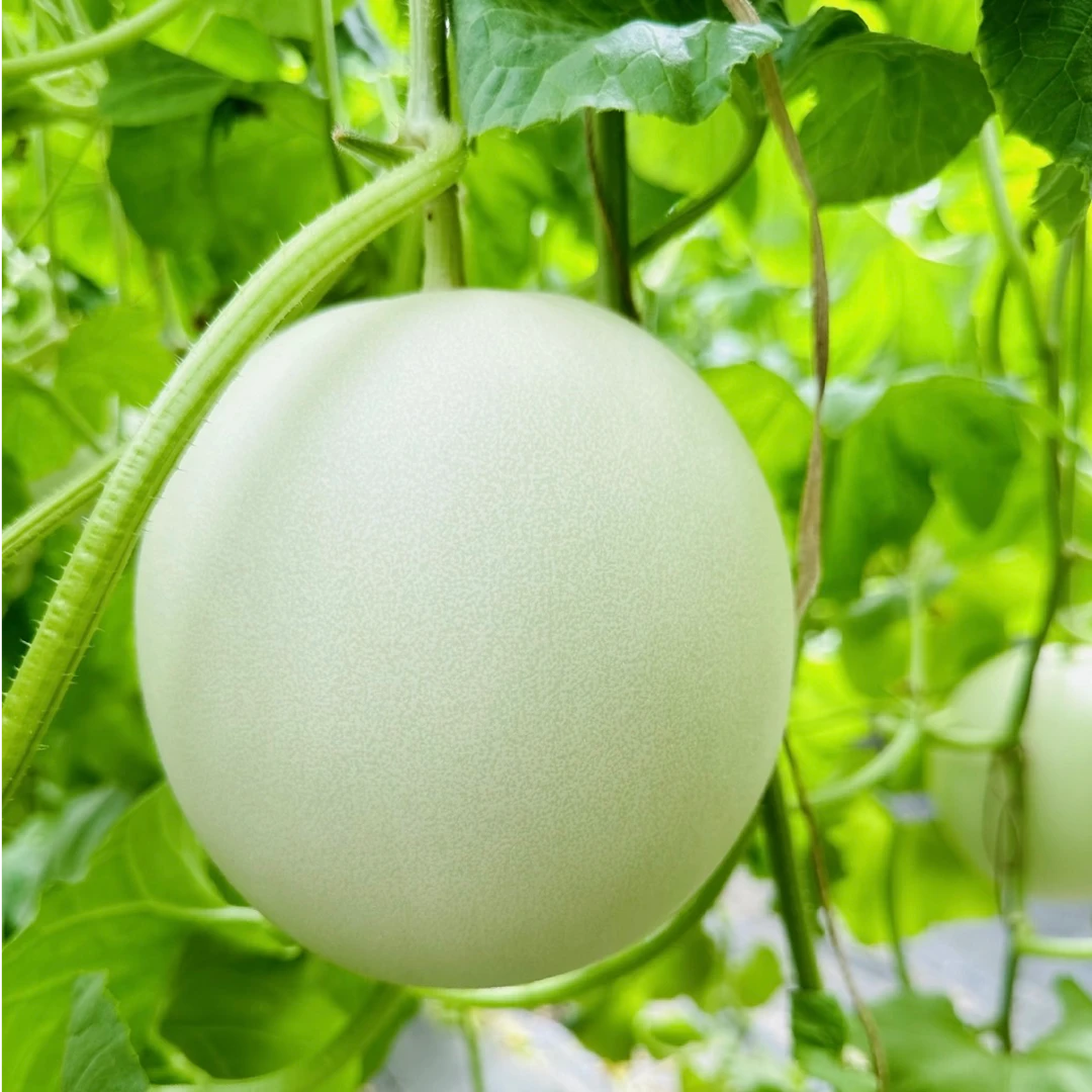 玉菇甜瓜8.8元/个 约1500g