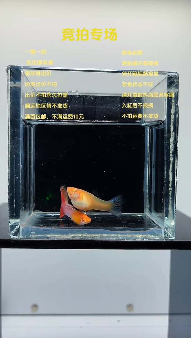 孔雀鱼天使彩虹一对-21