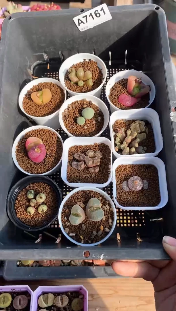 【闪购商品】直播间一物一拍7161