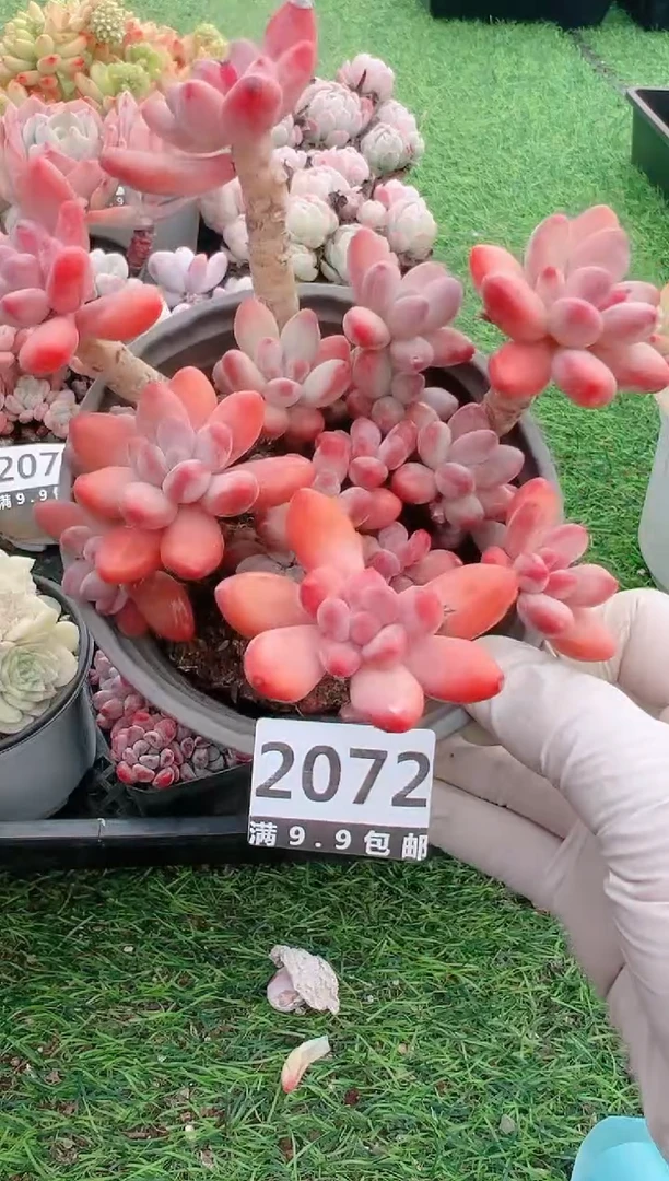 【闪购商品】信福多肉一物一拍