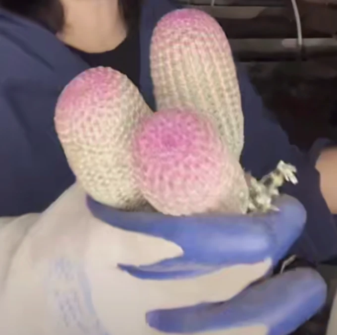 二妹园艺【 3颗  红太阳   实生根   】脱土随机发货