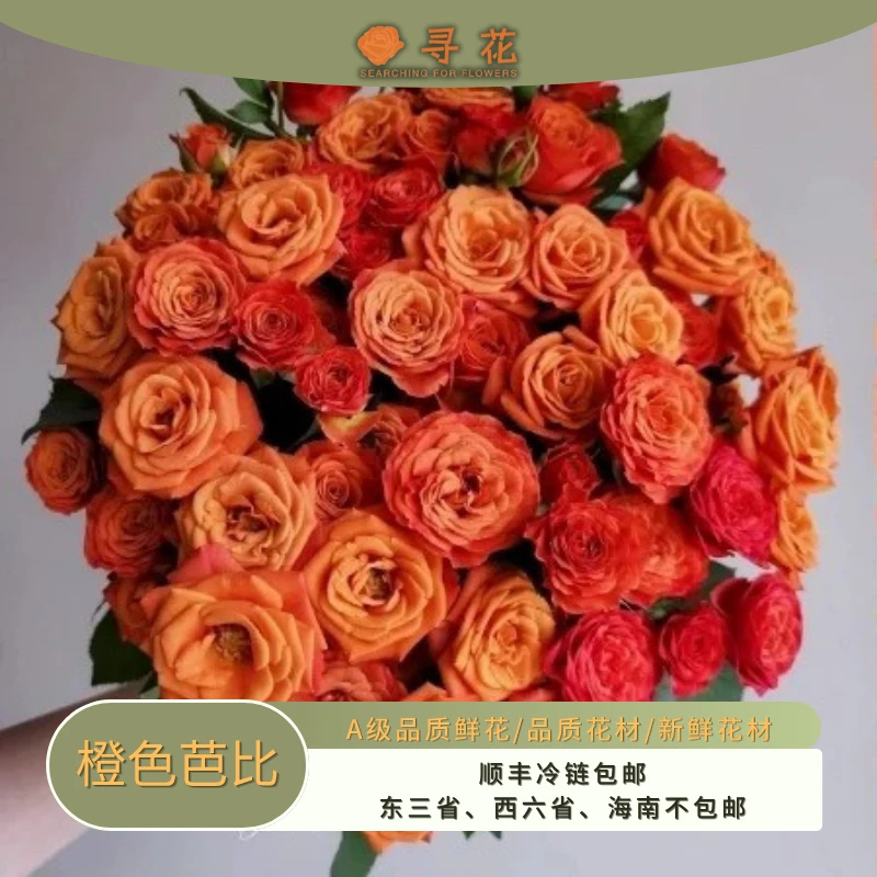 橙色芭比-A级多头玫瑰-云南鲜切玫瑰花-云南昆明斗南基地直