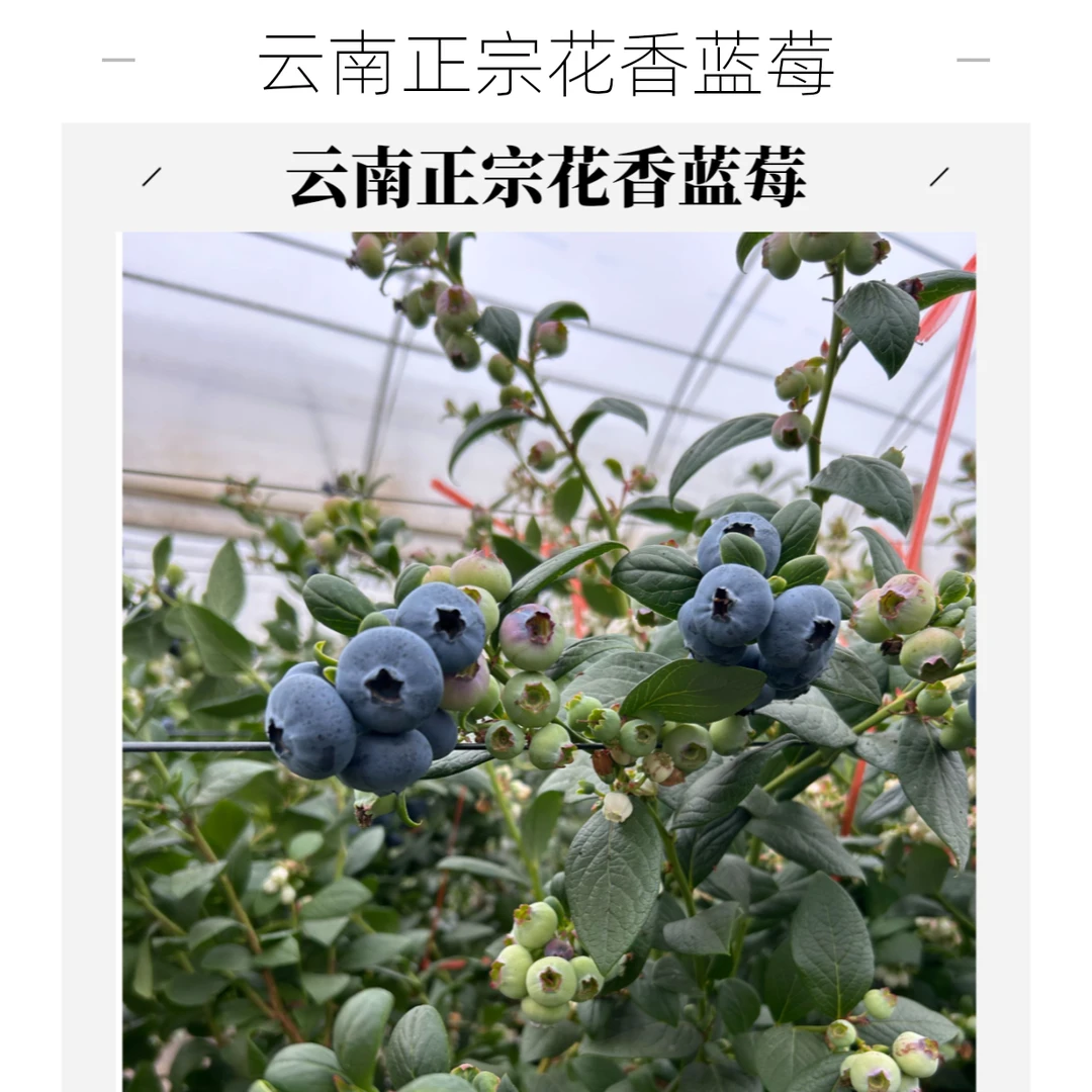云南高山花香蓝莓脆甜顺丰空运不包邮