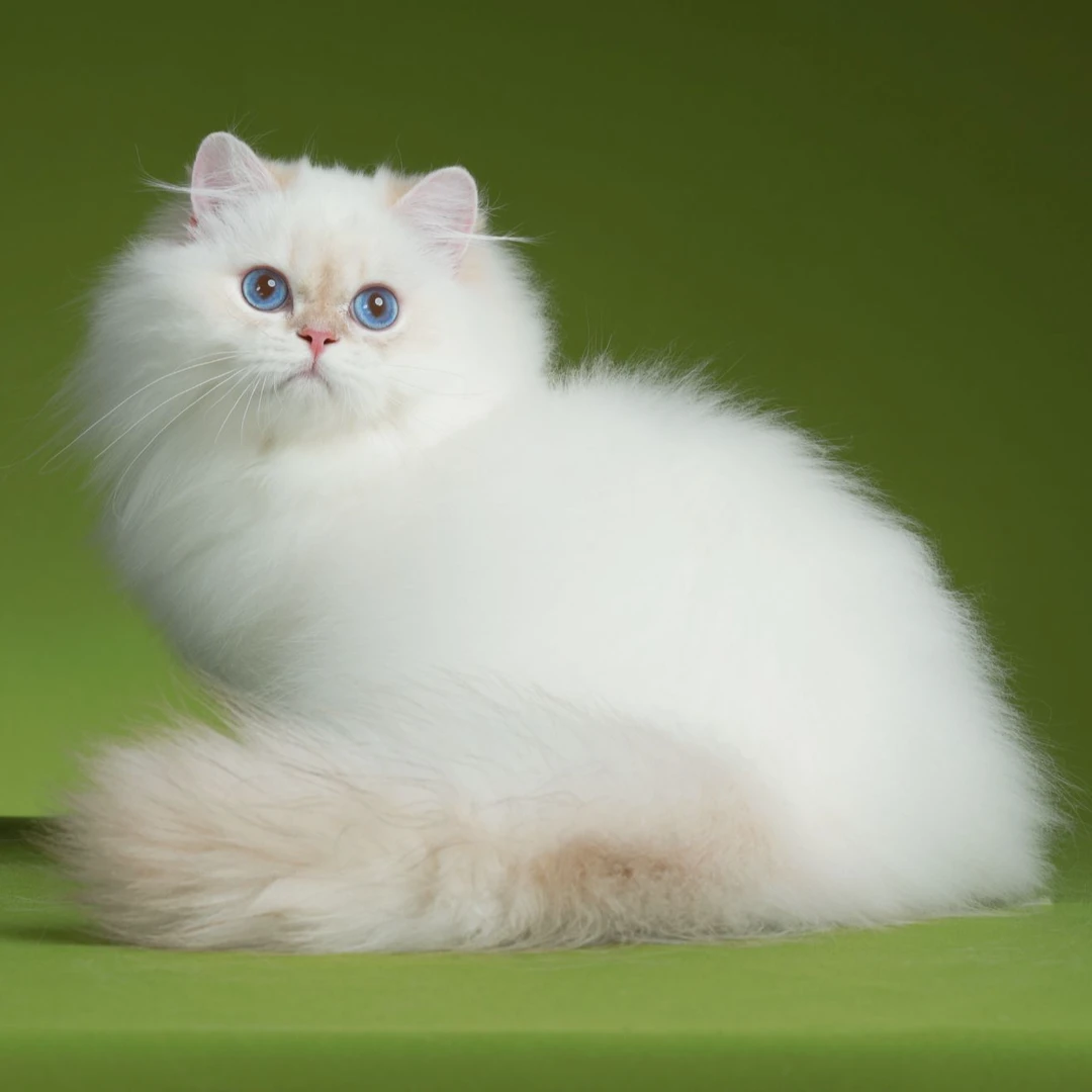 笑笑--金点弟弟猫咪活体【灵犀】