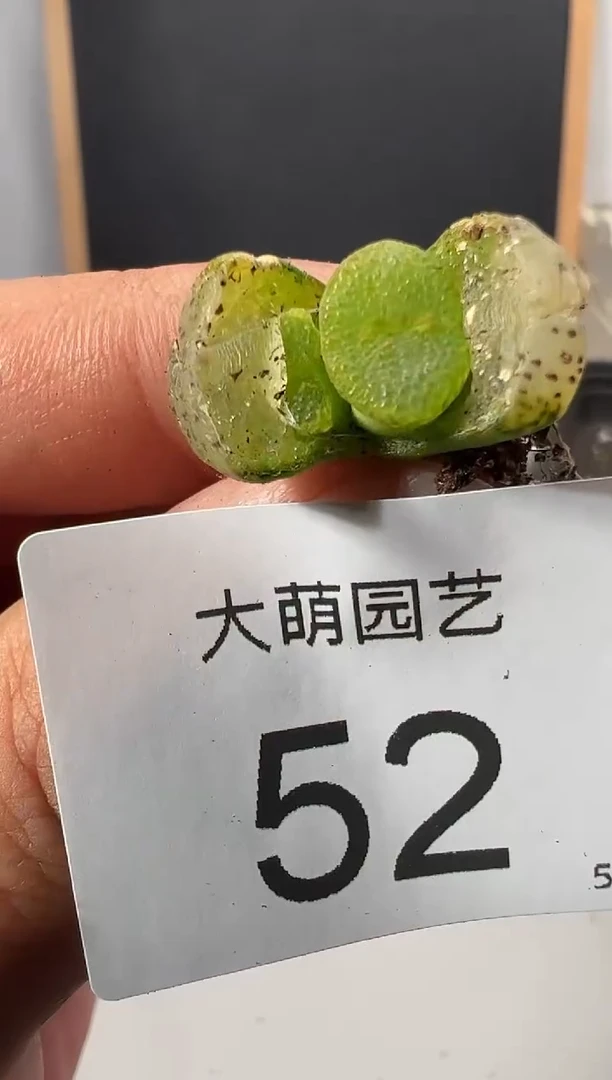 【闪购商品】++++52